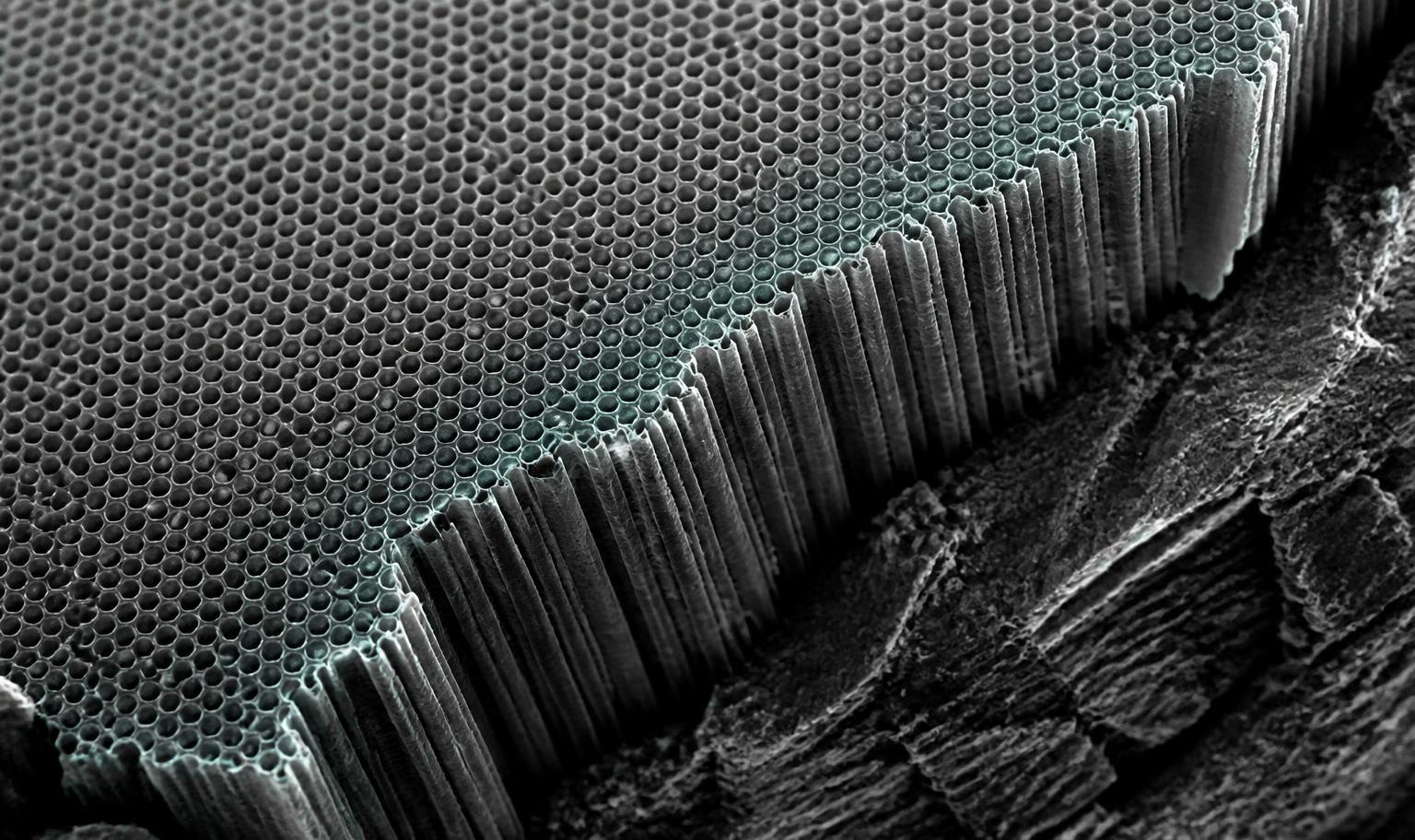 Electron micrograph of hexagonal pores in anodic aluminium oxide